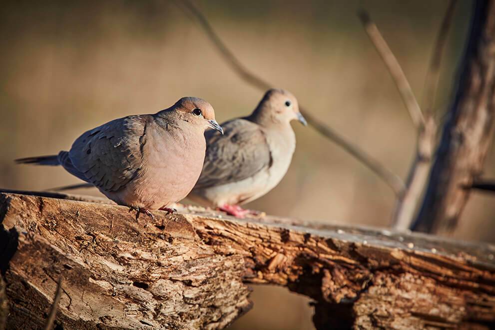 Tips for Dove Hunting Success