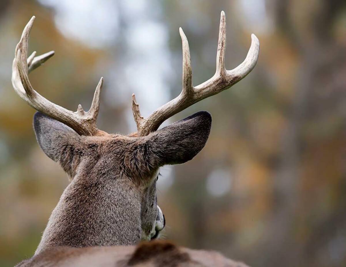 When will the Rut Start