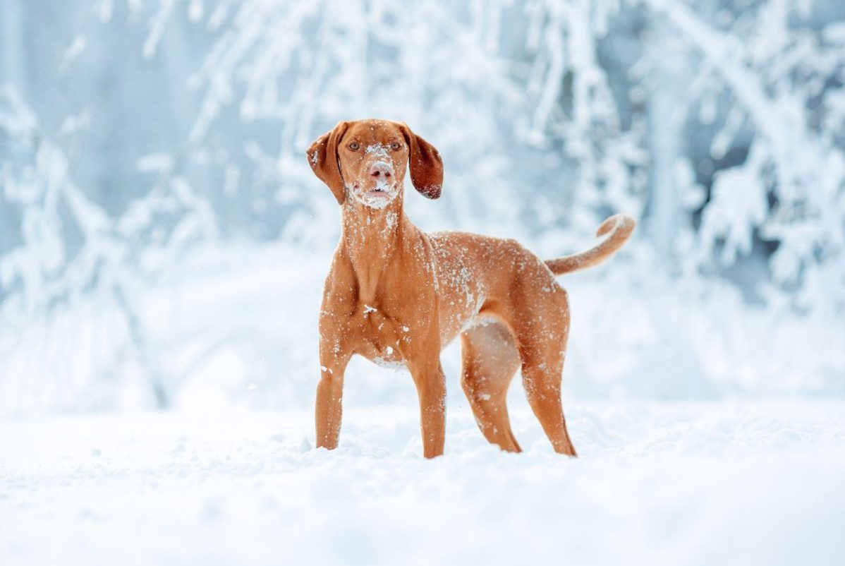 The Vizsla