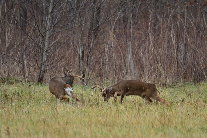 The Whitetail Rut in Iowa: Whitetails365 - The Iowa Sportsman
