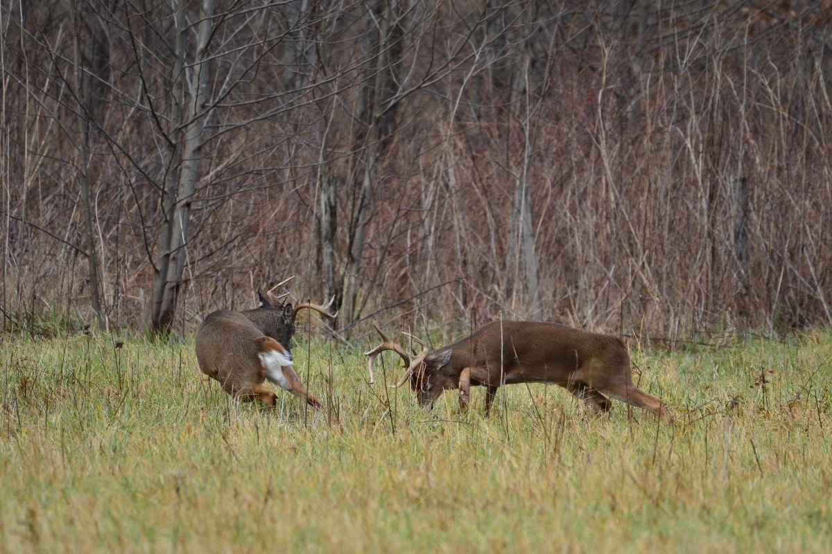 The Whitetail Rut in Iowa: Whitetails365