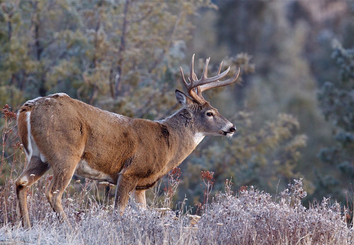 Deer Recovery - Increase Your Odds