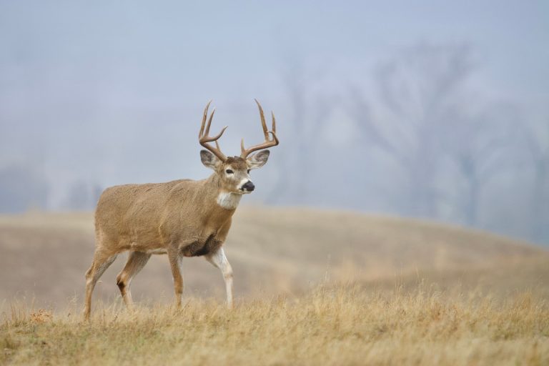 Iowa CWD & EHD Update 2025