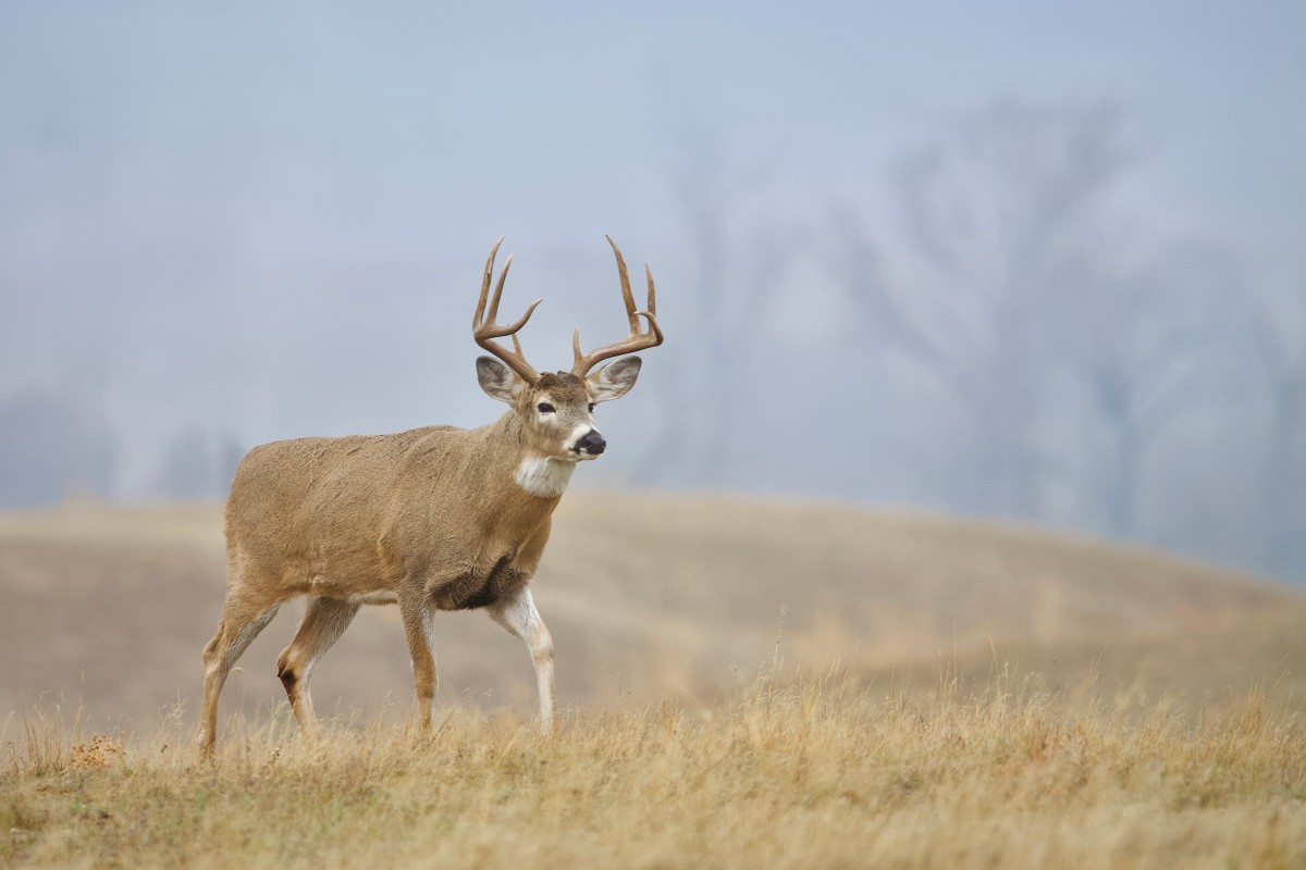 Iowa CWD & EHD Update 2025