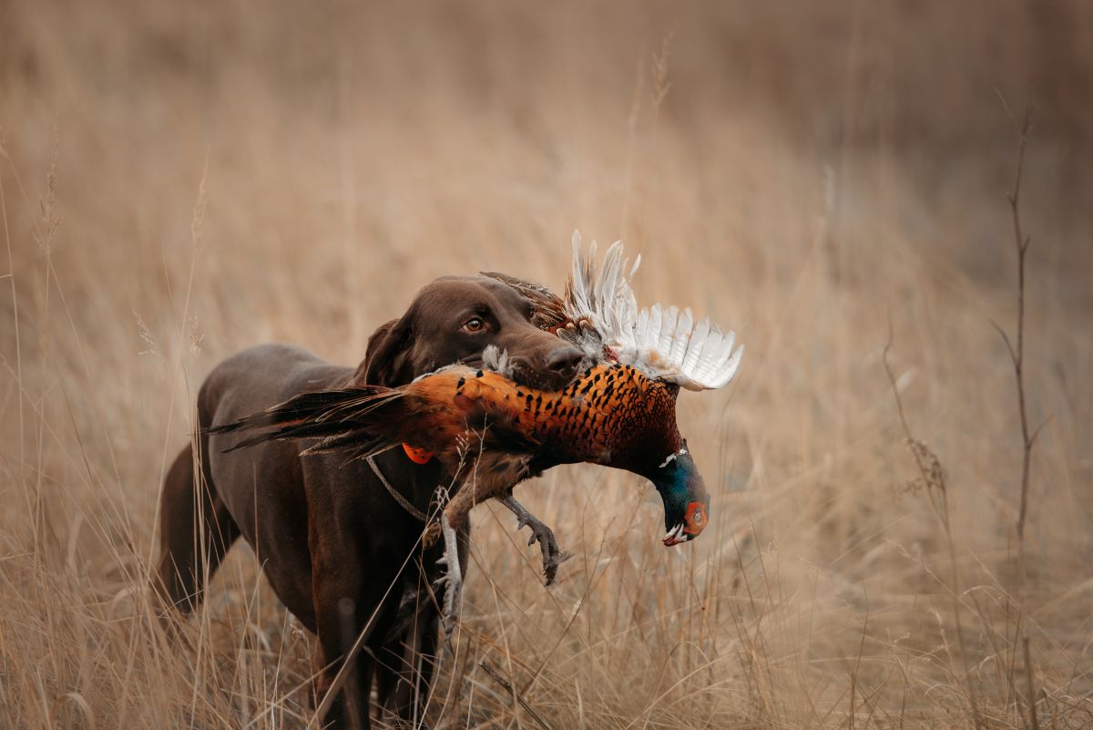 A December Pheasant Hunt in Iowa