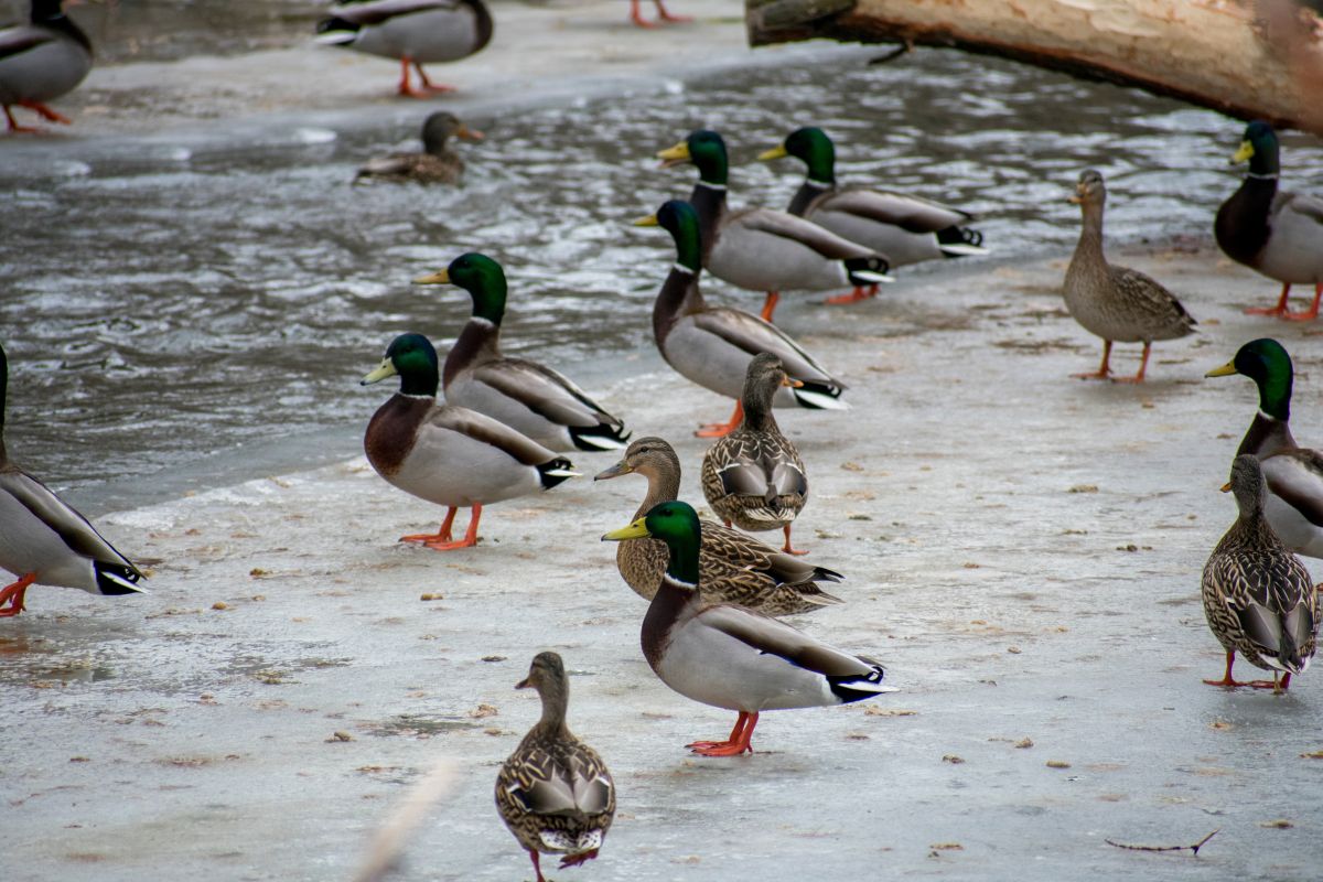Leveraging Weather for Waterfowl 