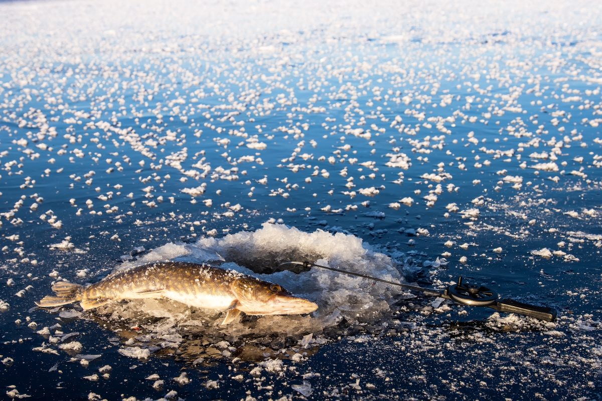 Ice Fishing for Pike in the Iowa Great Lakes