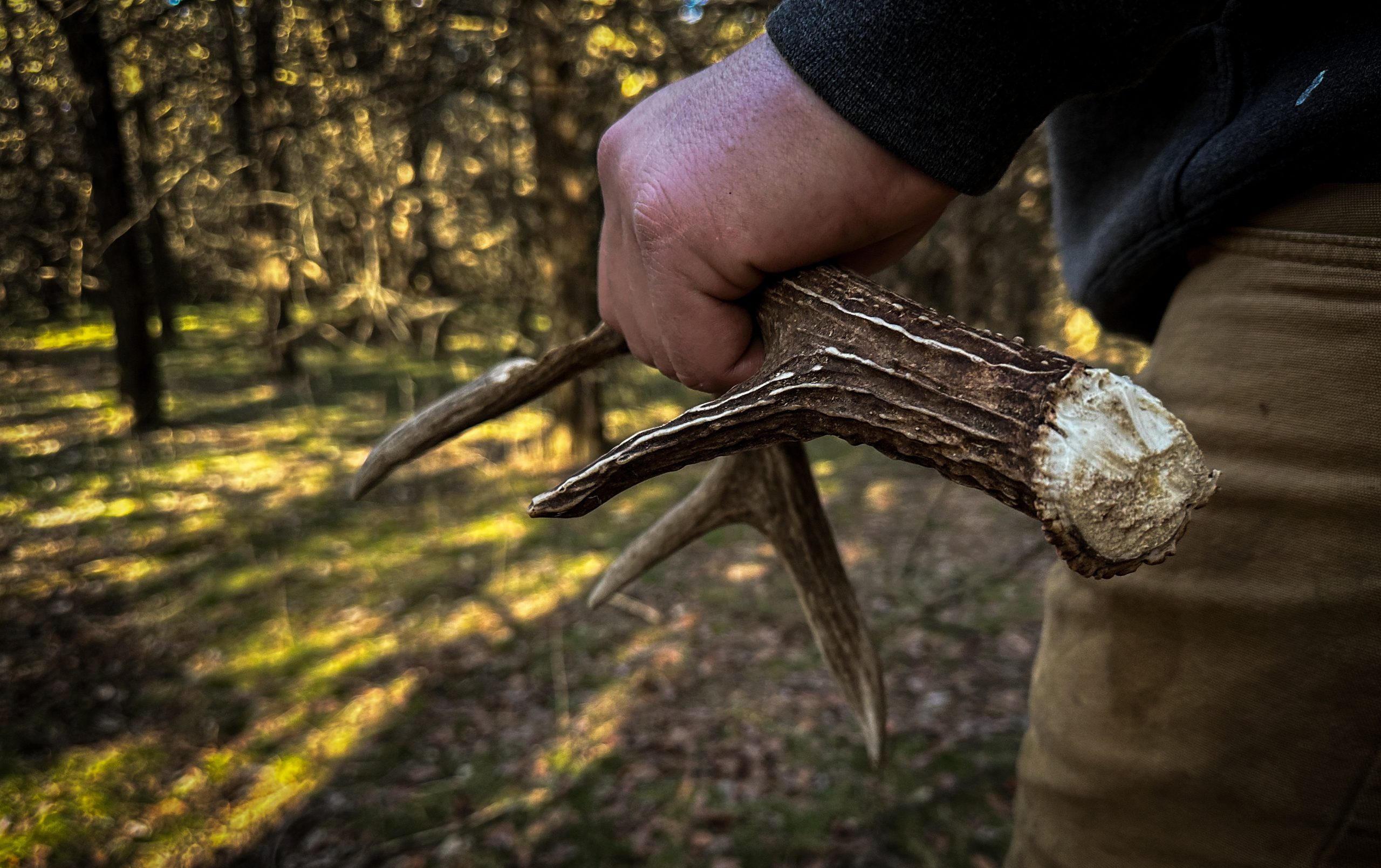 Five Tips to Find More Antlers