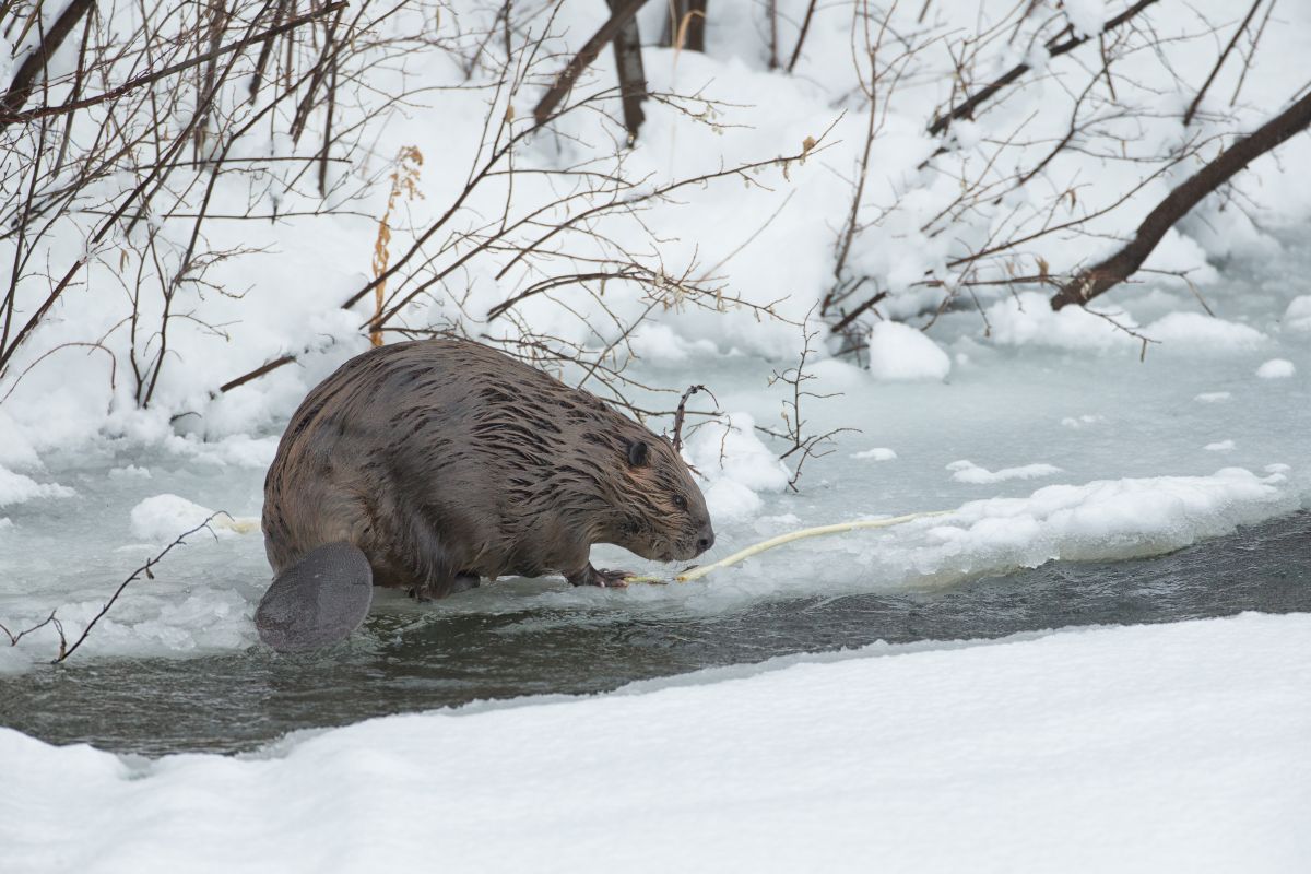 Beaver Trapping Iowa Ice