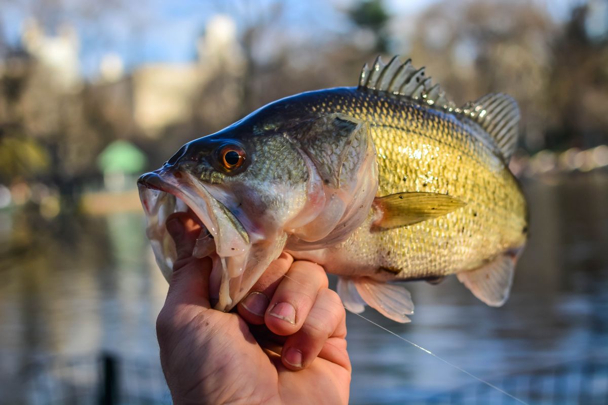 Fishing for Pre-Spawn Bass