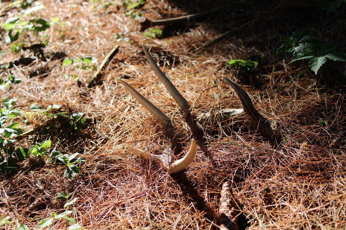 Shed Antler Hunting Insights