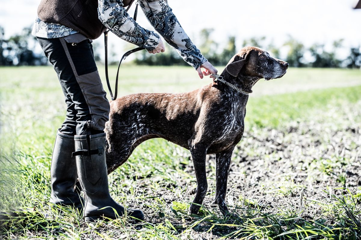 Building a Foundation for Gundogs