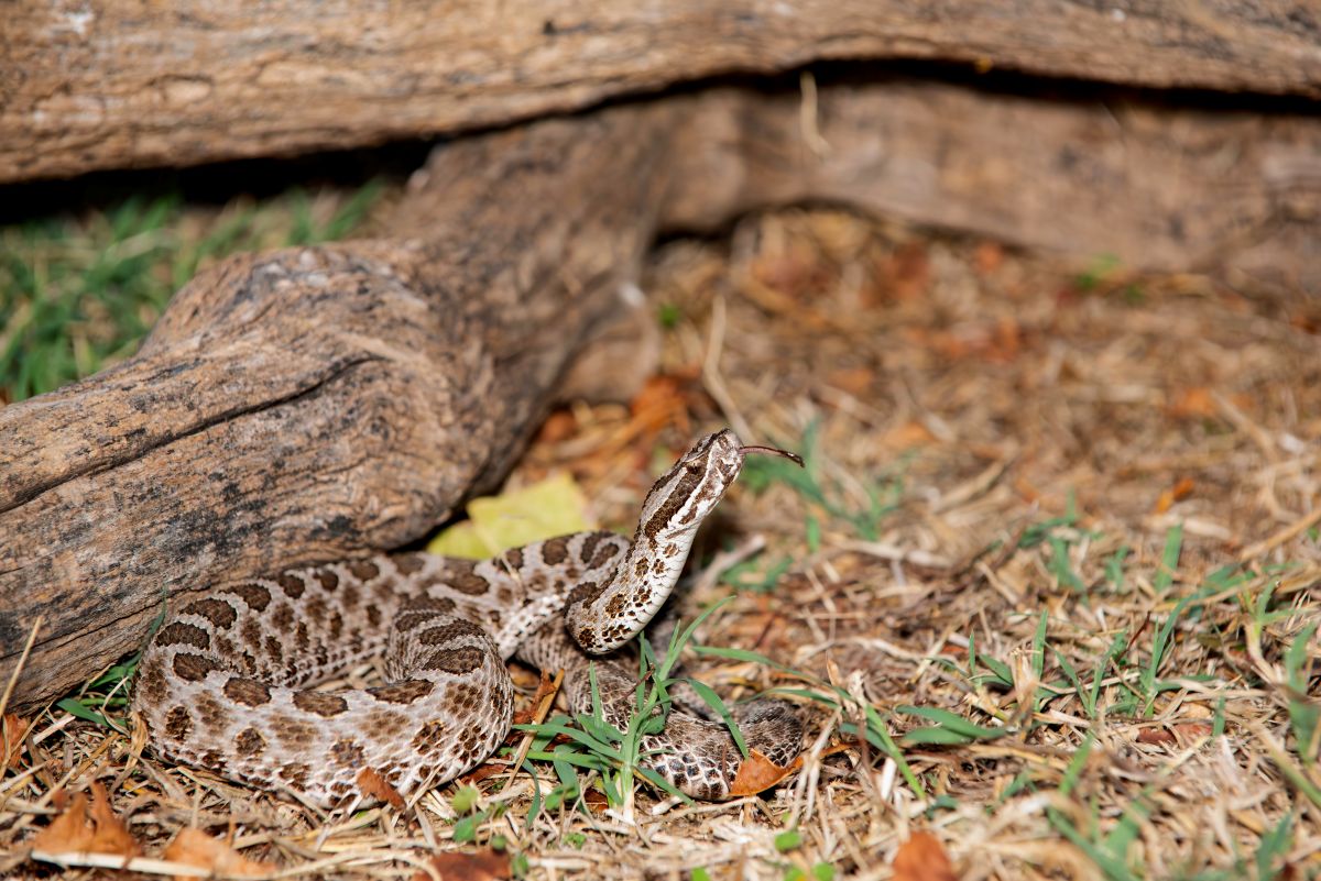 Dangerous Plants and Animals in Iowa