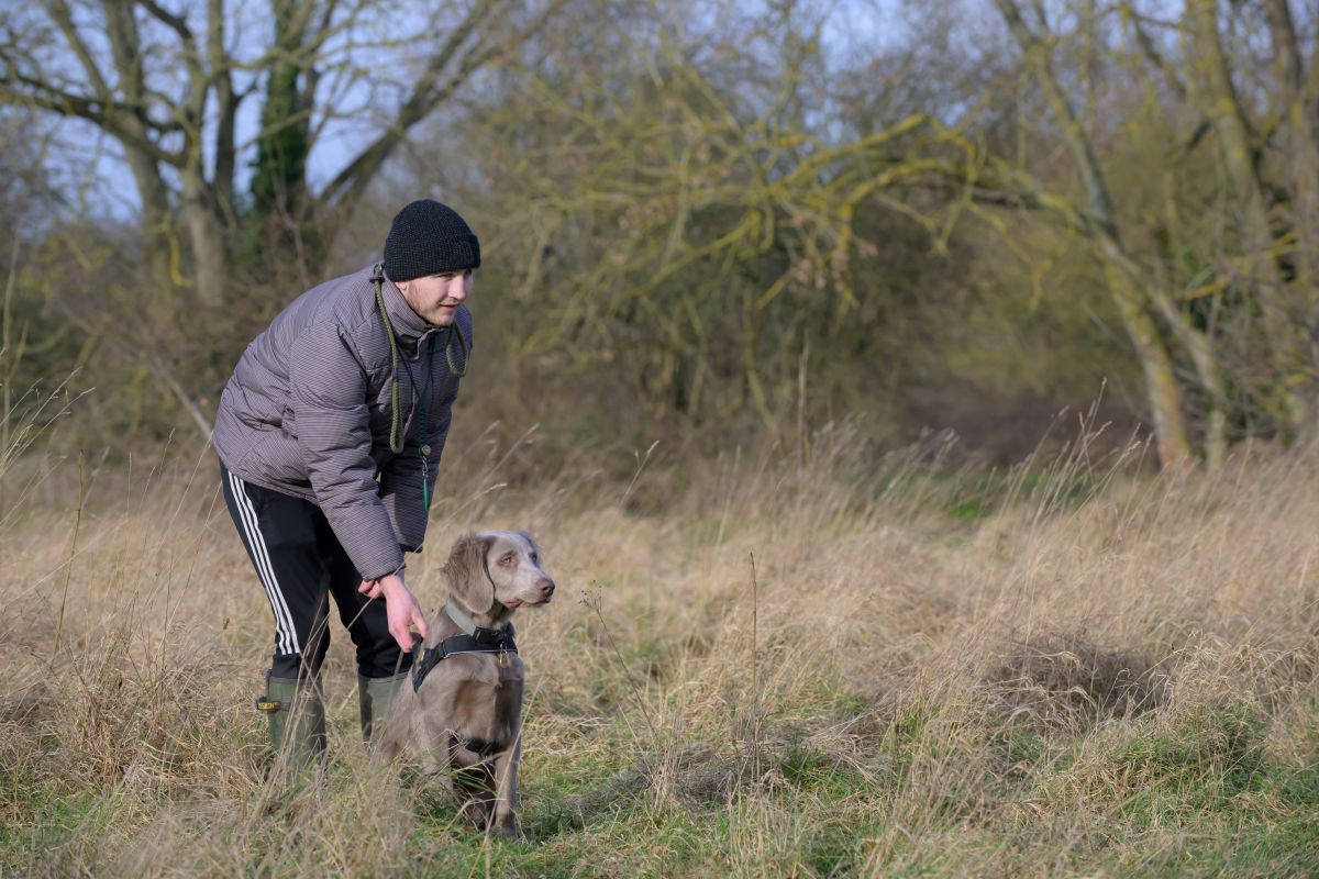 Calming A Hyper Gun Dog