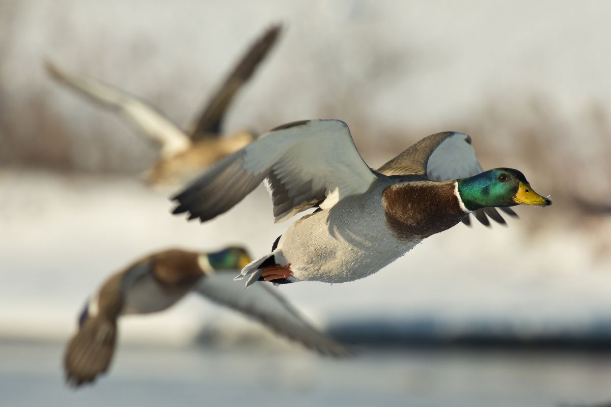 Waterfowl Hunting Tips for Beginners