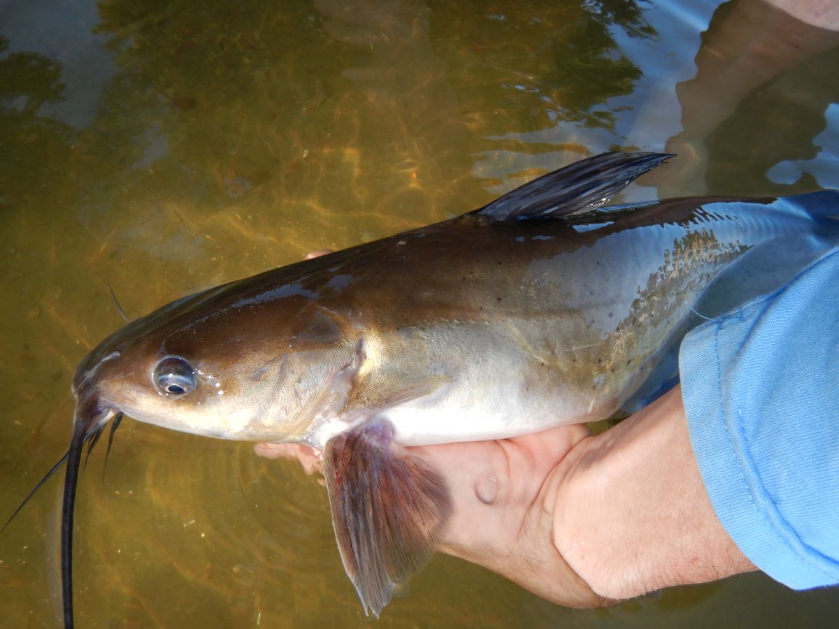 Guide to Summer Catfishing