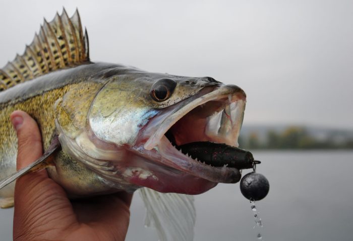 Fall Walleye Tips & Tricks