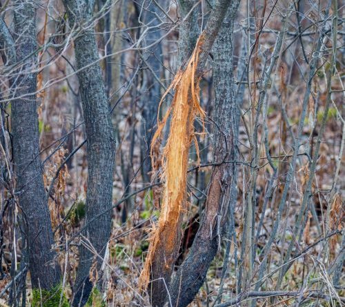 The Iowa Sportsman, Scrapes, Rubs, Rublines, Deer Pee, Deer Lure, Bucks, How to Make a Scrape