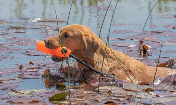 Introducing Your Gundog to Gunfire,, reward, shy, loud