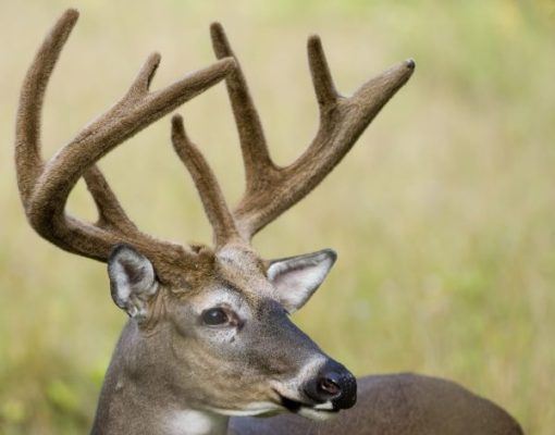 Whitetail 365- The August Advantage: Building Your Buck Inventory Before the Rut