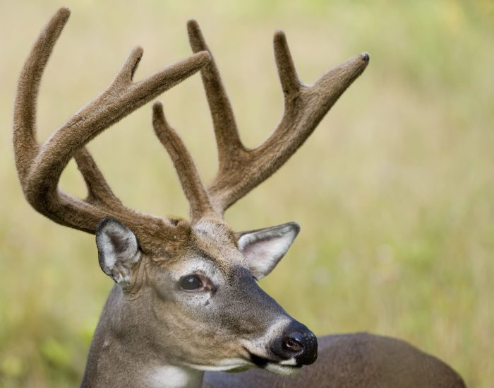 Whitetail 365- The August Advantage: Building Your Buck Inventory Before the Rut