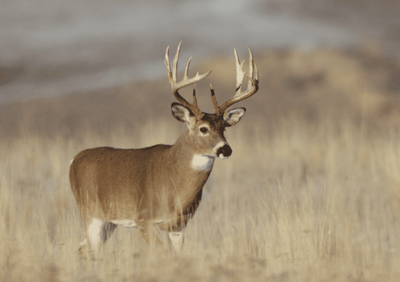 Iowa big buck counties, new iowa deer zones